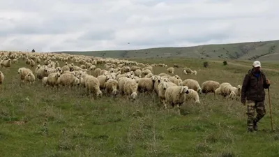 Hayvancılıkta gelinen son nokta: Türkiye çoban ithal edecek