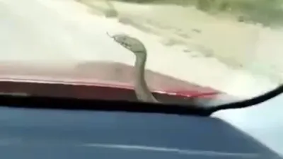 Aracındaki kaçak yolcu kendisini de sosyal medyayı da hayretler içerisinde bıraktı!