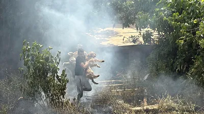 Alevler içerisinde kalan köpekleri tek tek böyle kurtardılar