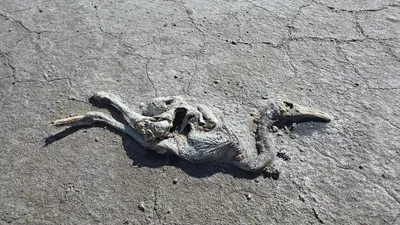 Flamingoların yuvası Tuz Gölü'nde kahreden görüntüler