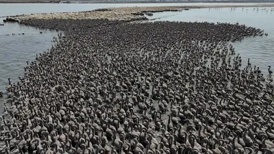 Türkiye'nin en sevimli minikleri dünyaya gözlerini açtı: Tam 13 bin adedi sayılabildi!