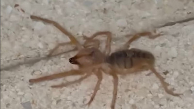 Zıplayabilen, 13 cm'ye kadar büyüyen etçil sarı kız örümceği Türkiye'de bir kez daha ortaya çıktı!