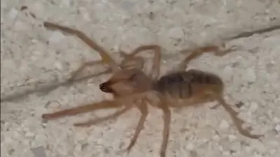 Zıplayabilen, 13 cm'ye kadar büyüyen etçil sarı kız örümceği Türkiye'de bir kez daha ortaya çıktı!