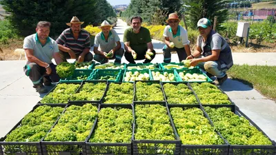 Beylikdüzü’nün Yaşam Bahçesi’nde yaz hasadı yapıldı
