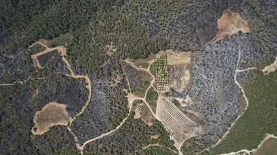 Bilecik'te 3 gün boyunca süren, orman yangınında acı bilanço ortaya çıktı