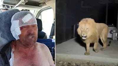 Antalya'da aslan saldırısına uğrayan çiftçi nasıl kurtulduğunu anlattı