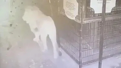 Antalya'da 1 kişiyi yaralayan aslanın kaçma anı kamerada