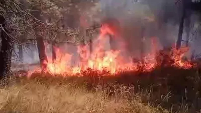 İstanbul'da orman yangını