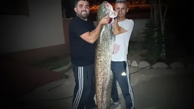 Sakarya Nehri'nde amatör balıkçılar bir dev yakaladı!