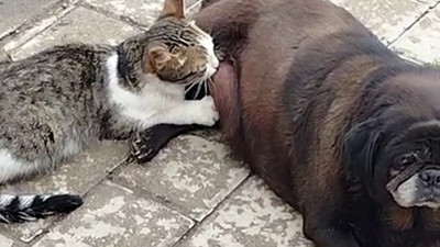 Kediye annelik yapan köpeği görenler şaşkınlığını gizleyemedi!