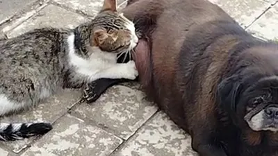 Kediye annelik yapan köpeği görenler şaşkınlığını gizleyemedi!
