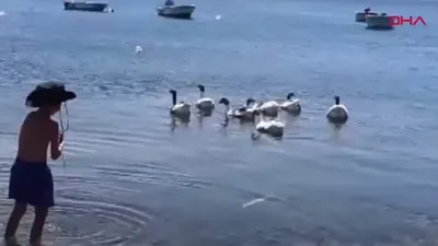Denize girdikleri için CİMER'e şikayet edilip hapis cezası verilen kazlara şartlı tahliye kararı!