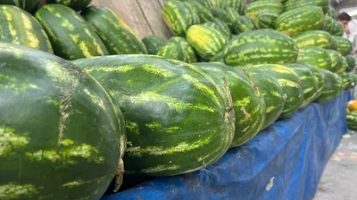 Karpuz seçemeyenlerin yardımına yapay zeka yetişiyor