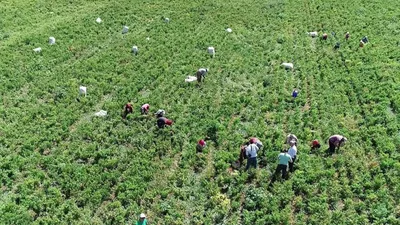 40 derece kavurucu sıcakta ''en acı'' ama ''en lezzetli'' mesai başladı