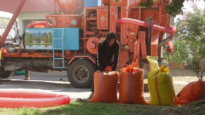 ''Yeşil altın''da zorlu mesai başladı: Saatlik ücretleri 4 bin 500 TL!