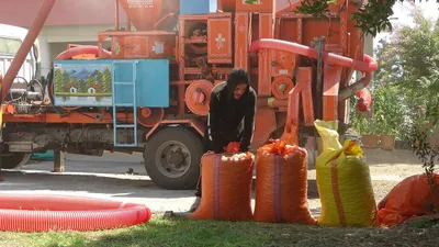 ''Yeşil altın''da zorlu mesai başladı: Saatlik ücretleri 4 bin 500 TL!