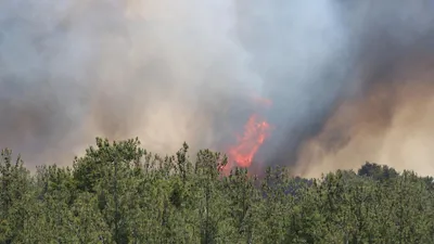 Çanakkale'de yine orman yangını