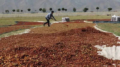 Hakkari Yüksekova'da Türkiye'nin en lezzetli mesaisi başladı