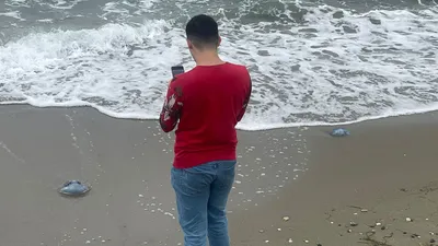 Marmara Denizi'ndeki endişe veren ölümler artıyor: Marmara'nın devleri ölüyor!