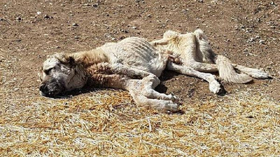 Zavallı köpek bu halde bulundu