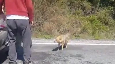 Çakal kendisini besleyenleri ısırdı