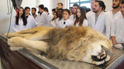 Antalya'da ölen aslan kadavra olacak