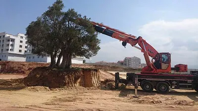 Asırlık ağacı başka bir yere taşıdı