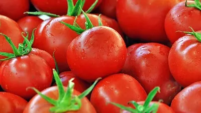 Domates fiyatı dibe indi