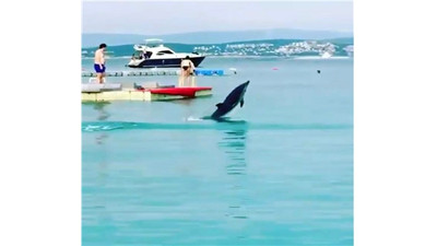 Çeşme'nin maskotu ölü bulundu