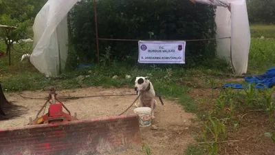Zehir tacirlerinden köpekli koruma