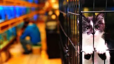 Bakan açıkladı ! Petshoplarda satılmayacak