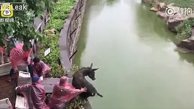 Bunun adı vahşet