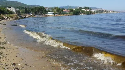 Erdek sahilleri kahverengiye büründü