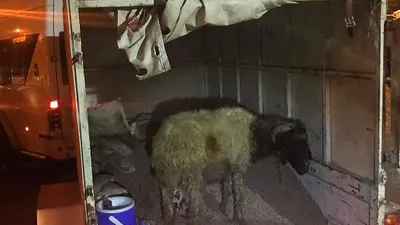 Koyunların arasından bakın ne çıktı !