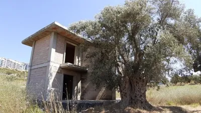Tarihi zeytin ağacının dibine villa diktiler!