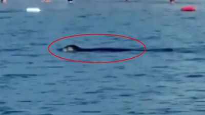 Turistlere ''Akdeniz foku'' sürprizi!