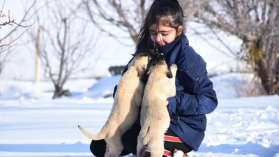 12 yaşındaki Naz, Kangal köpekleriyle büyüyor