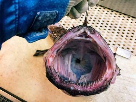 Balıkçıların ağına takılan korkunç canlılar - Resim: 3