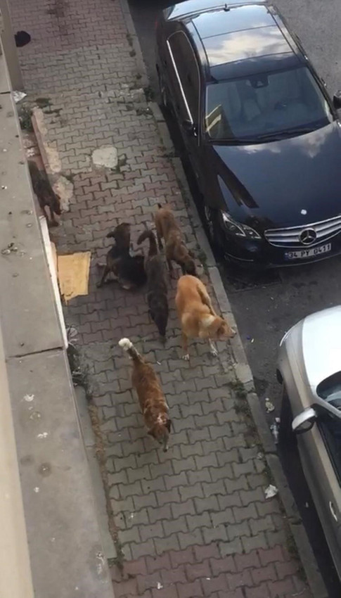 İstanbul'da sokak köpekleri sürüsü vatandaşların kabusu oldu - Resim: 3