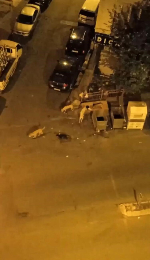 İstanbul'da sokak köpekleri sürüsü vatandaşların kabusu oldu - Resim: 2
