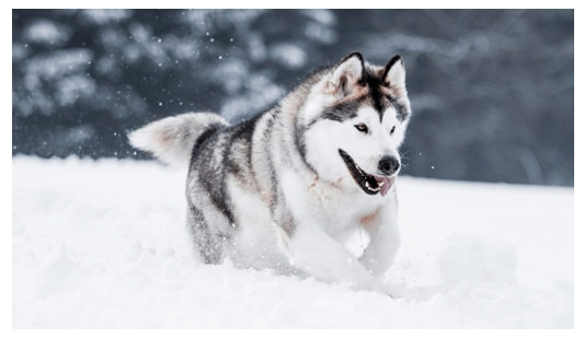 En Popüler Büyük Köpek Irkları