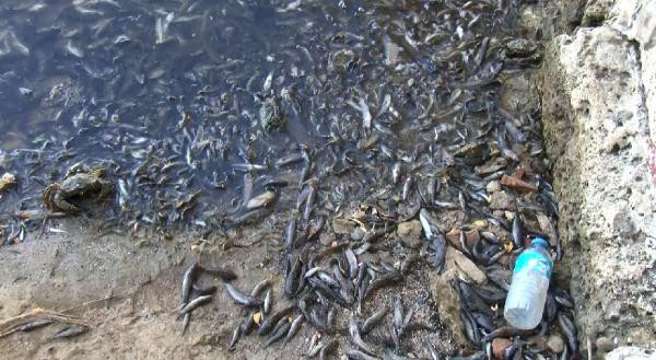 Küçükçekmece Gölü'nde binlerce balık kıyıya vurdu - Resim: 3