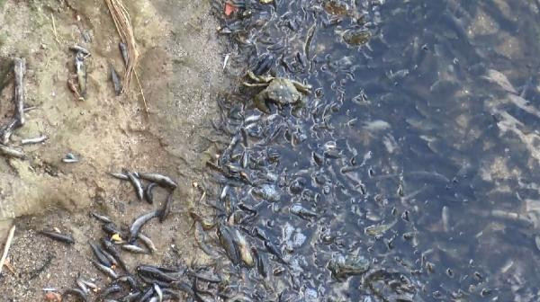 Küçükçekmece Gölü'nde binlerce balık kıyıya vurdu - Resim: 2