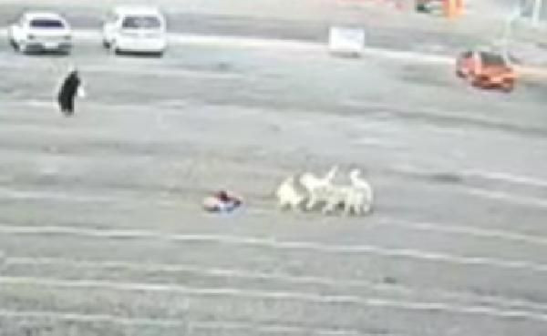 Köpeklerin saldırdığı çocuğu canı pahasına kurtardı - Resim: 4