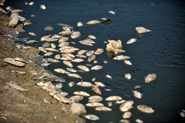 Bursa'da acı manzara... Binlerce balık kıyıya vurdu - Resim: 3