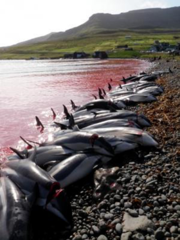 Tepki çeken balina katliamının ardından resmi açıklama - Resim : 1