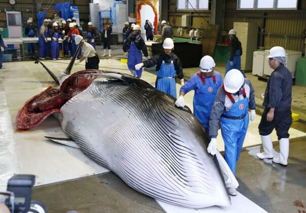 33 yıl sonra bir ilk: Japonlar balina avladı - Resim: 1