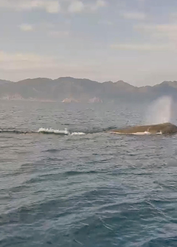 Marmaris'te dev balina heyecanı! Kameraya yansıdı - Resim: 1