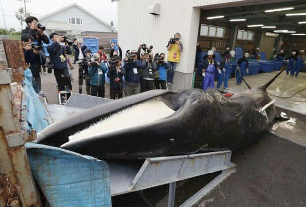 33 yıl sonra bir ilk: Japonlar balina avladı - Resim: 2