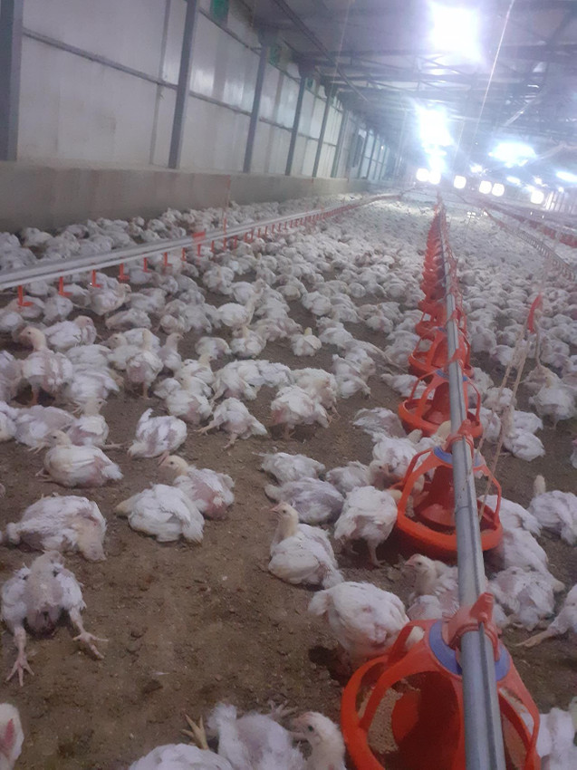 35 bin tavuğu telef oldu! Zarar çok büyük... - Resim: 3
